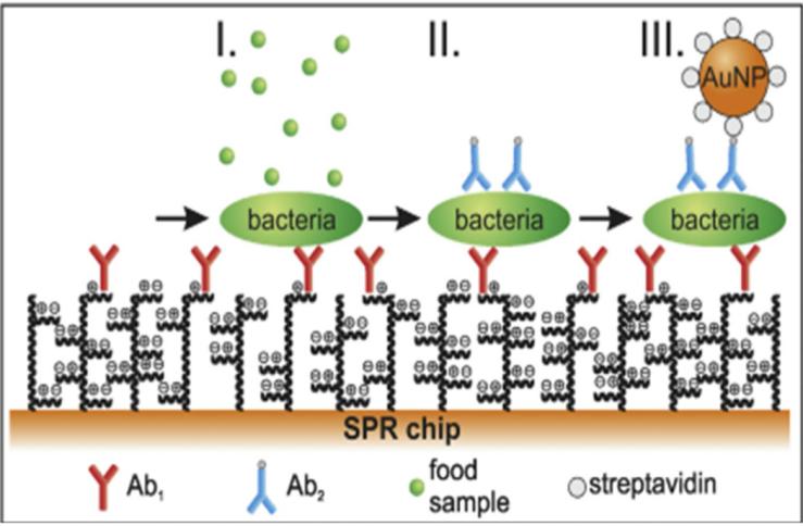 AuNPs for the detection of pathogenic bacteria in food